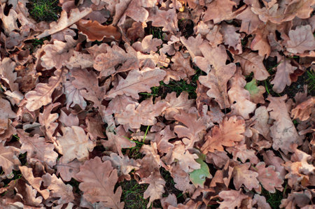 Dry oak leaves fallen on the ground close-up, autumn background view from topの写真素材