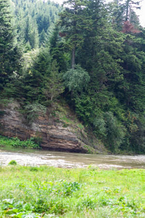 rocky bank a mountain river overgrown with moss bushes and trees, fast muddy stream water, nature outdoorsの写真素材