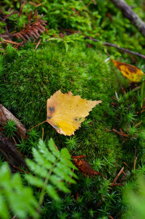 rocky bank a mountain river overgrown with moss bushes and trees, fast muddy stream water, nature outdoorsの写真素材