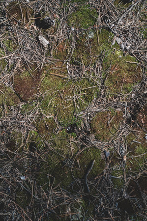 Wooden texture with chopped pieces tree, rough wood surface, textured background close upの写真素材