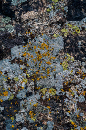 Wooden texture with chopped pieces tree, rough wood surface, textured background close upの写真素材
