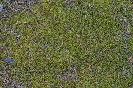 Wooden texture with chopped pieces tree, rough wood surface, textured background close upの写真素材