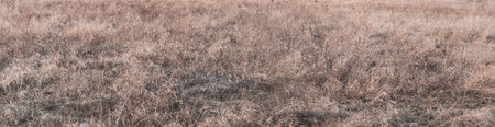 Panorama of dry grass in a meadow, stems of dry tall vegetation, horizontal background.の写真素材