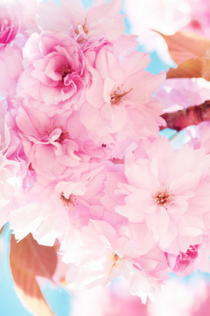 Blossoming cherry tree branch with pink flowers, beautiful blooming Japanese sakura close-upの写真素材