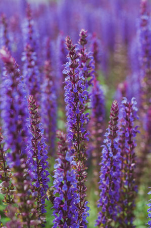 Field of blooming sage in bright sunlight. Salvia officinalis or sage, perennial plant, blue purple flowers.の写真素材