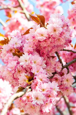 Close-up of pink cherry blossom flowers with leaves on branchの写真素材