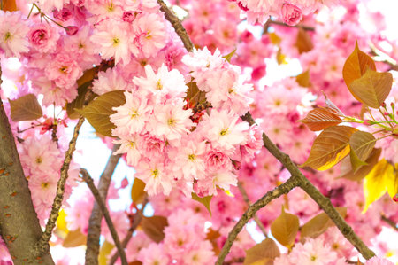 Delicate pink sakura flowers in the spring garden close-upの写真素材
