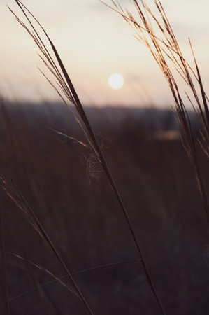 Stems of dry tall grass against the background of the setting sun, yellowed meadow grassの写真素材
