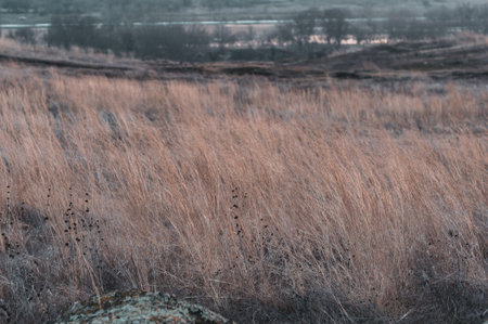 Stems yellow dry grass close-up on a blurred background horizon, a valley near river overgrown with...