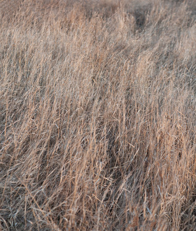 Dry steppe desert grass closeup. Unmown dry grass In the field.の写真素材
