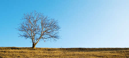 The solitary tree on background blue sky.の写真素材