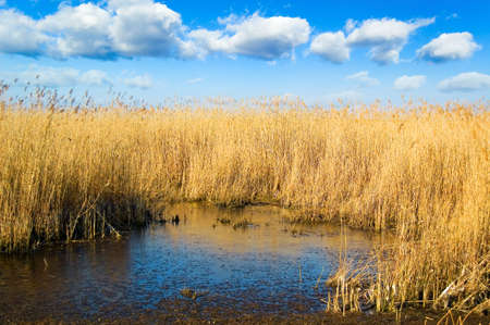 Marshland on north of the Republic Moldova.の写真素材