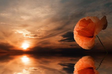 The flower on background of the sunset. The abstraction.の写真素材