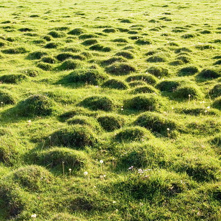 Molehill covered by a grass.の写真素材
