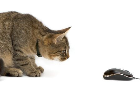 The small kitten plays with the computer mouse.の写真素材