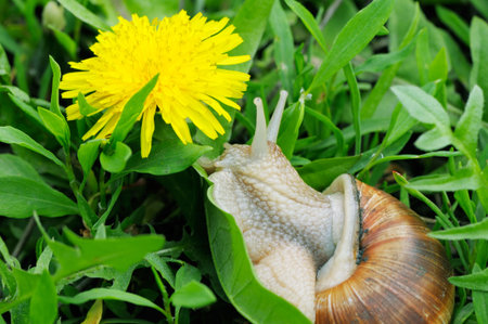 Grape snail on a green grassの写真素材