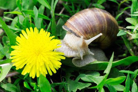 Grape snail on a green grass                                    の写真素材