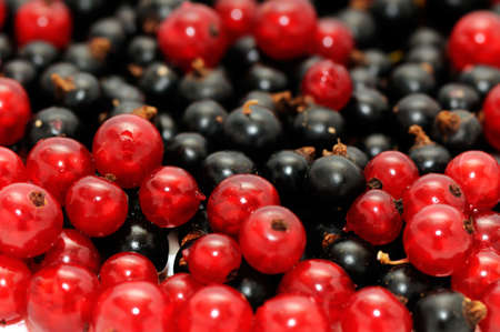 red currant and  blackcurrant                                   の写真素材