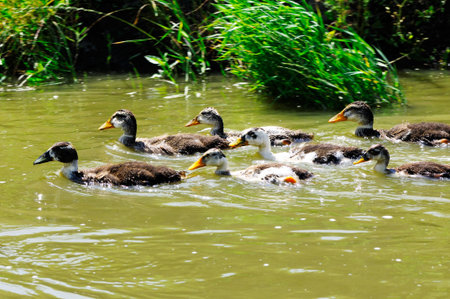 Duck and small ducklings                           の写真素材