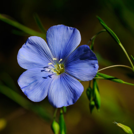 Beautiful blue flower                                    の写真素材