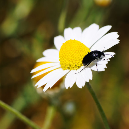 The bug pollinates a white camomile                                    
