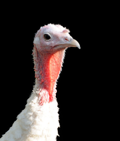 Turkey hen on a black background                                    の写真素材