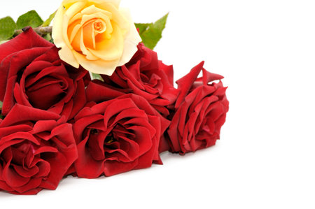 Beautiful rose close-up    の写真素材