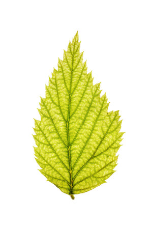 Leaf of a plant close up  