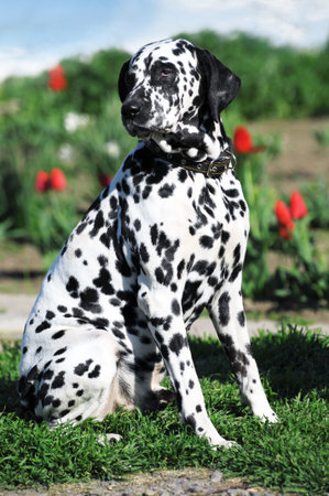 dalmatian dog on a grass                                    の写真素材