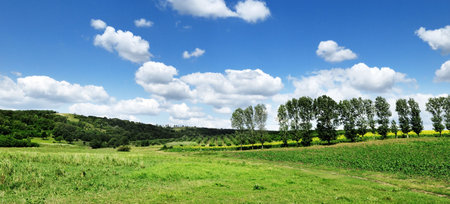 hill covered by a grass and tree