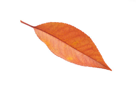 Leaf of a plant close up                                    の写真素材