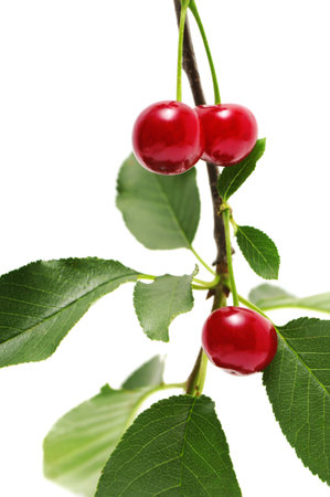 sweet cherries isolated on a white background                                    