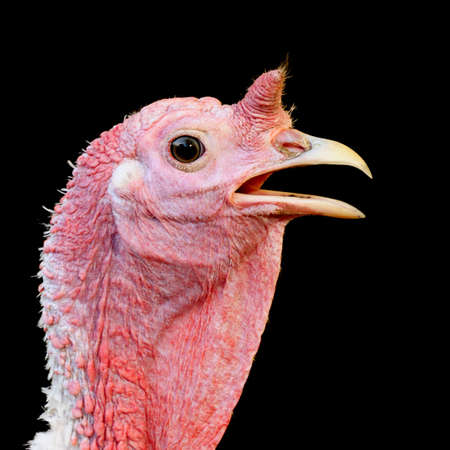 Turkey hen on a black background                                    の写真素材