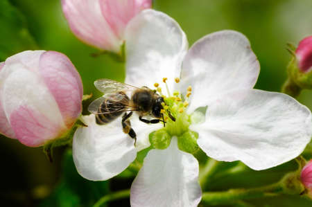 honey bee collects flower nectar                                    の写真素材