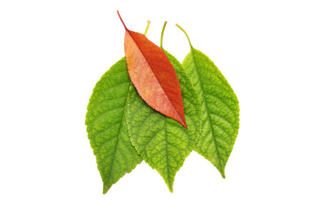 Leaf of a plant close up                                    