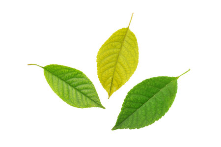 leaves of a plant close up                                    