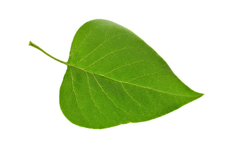 Leaf of a plant close up                                    の写真素材