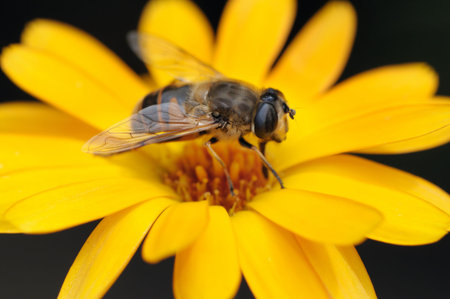 honey bee collects flower nectar                                    