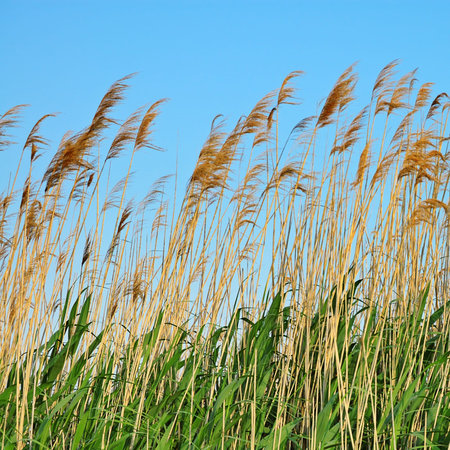 bulrush on background sky                                    