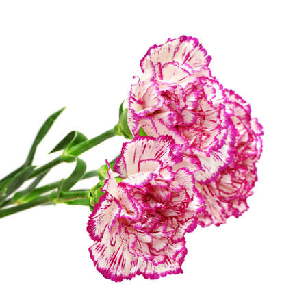 Carnations isolated on a white background.                                    の写真素材