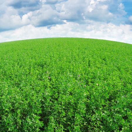 field and the blue sky                                     の写真素材