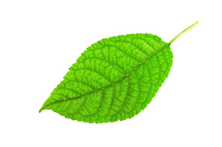 Leaf of a plant close upの写真素材