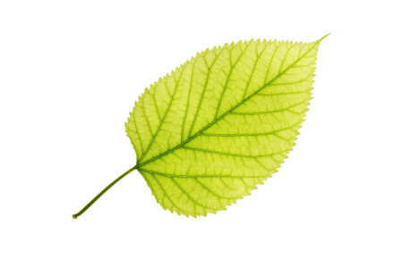 Leaf of a plant close up                                    