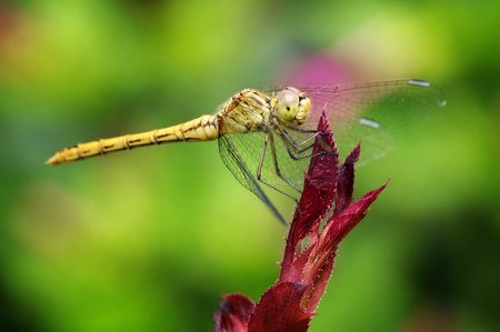 Yellow dragonfly on a leaf.                                    