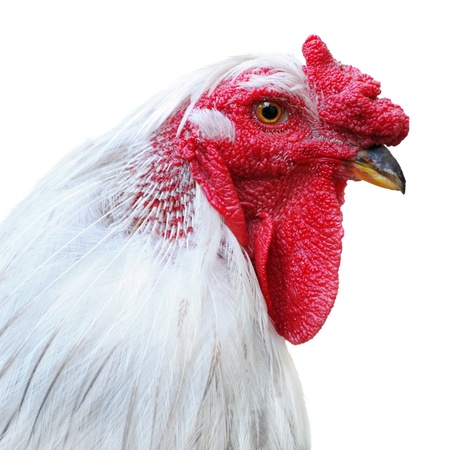 white rooster isolated on a white background                                 の写真素材