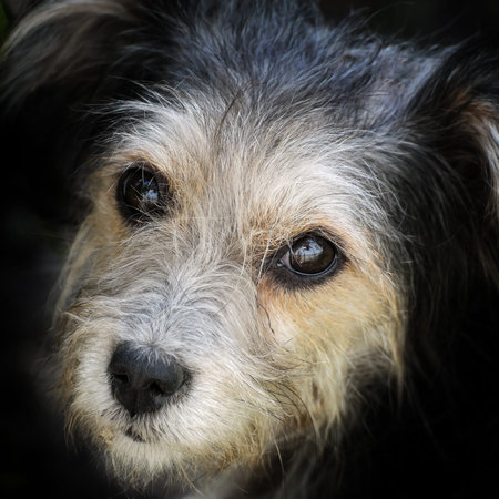 look hungry stray dog