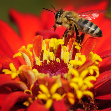 honey bee collects flower nectar                                    