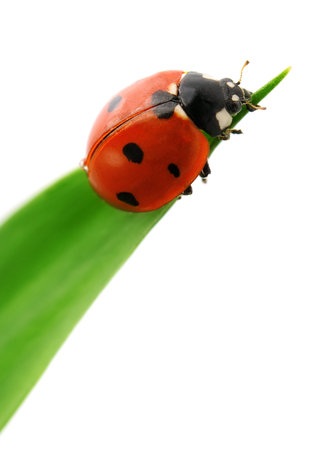 ladybird on green leaf isolated on a white background                                    