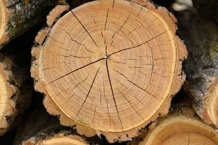 Logs are stacked in a pile                                    の写真素材