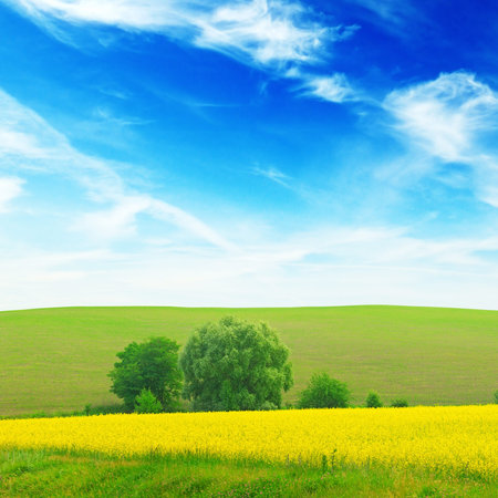 green field and blue sky                                    の写真素材